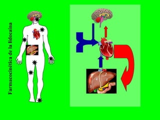 Farmacocinéticadelalidocaína
 