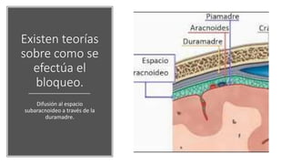 Existen teorías
sobre como se
efectúa el
bloqueo.
Difusión al espacio
subaracnoideo a través de la
duramadre.
 