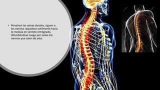 • Penetran las vainas durales, siguen a
los nervios raquídeos sutilmente hacia
le medula en sentido retrógrado,
difundiéndose luego por todos los
nervios que salen de esta.
 