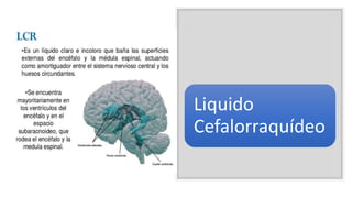 Liquido
Cefalorraquídeo
 