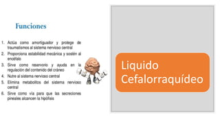Liquido
Cefalorraquídeo
 