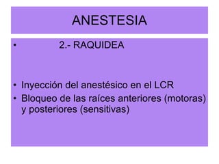 ANESTESIA 2.- RAQUIDEA Inyección del anestésico en el LCR Bloqueo de las raíces anteriores (motoras) y posteriores (sensitivas) 