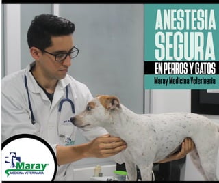 Anestesia en mascotas