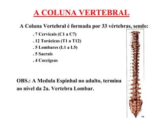 A COLUNA VERTEBRAL
A Coluna Vertebral é formada por 33 vértebras, sendo:
. 7 Cervicais (C1 a C7)
. 12 Torácicas (T1 a T12)
. 5 Lombares (L1 a L5)
. 5 Sacrais
. 4 Coccígeas
OBS.: A Medula Espinhal no adulto, termina
ao nível da 2a. Vertebra Lombar.
 