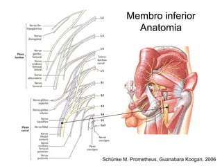 Membro inferior
Anatomia
Schünke M. Prometheus, Guanabara Koogan, 2006
 
