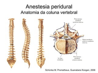 L5
T12
C7
Anestesia peridural
Anatomia da coluna vertebral
Schünke M. Prometheus, Guanabara Koogan, 2006
 