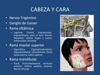 CABEZA Y CARA Nervio Trigémino Ganglio de Gasser Rama oftálmica Lagrimal, Frontal, Supratroclear, Supraorbitario, para el seno frontal, Nasociliar, Ciliares largos y cortos, Infratroclear, Etmoidal Rama maxilar superior Cigomática  Cigomaticotemporal, Cigomaticofacial, Infraorbitario, Rama nasal externa, Labio superior Rama mandibular Bucal, Auriculotemporal, Auricular anterior, Orificio auditivo externo, Nervio articular 