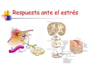 Respuesta ante el estrés
 