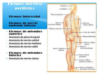 • Bloqueo intercostal
• Bloqueo de nervio
pudendo interno
• Bloqueo de miembro
superior
- Anestesia de plexo braquial
- Anestesia de nervio cubital
- Anestesia de nervio mediano
- Anestesia de nervio radial
• Bloqueo de miembro
inferior
• Anestesia de nervio ciatico
Bloqueo nervioso
periférico
 