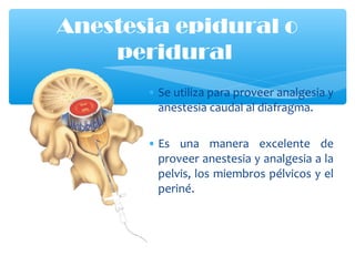 • Se utiliza para proveer analgesia y
anestesia caudal al diafragma.
• Es una manera excelente de
proveer anestesia y analgesia a la
pelvis, los miembros pélvicos y el
periné.
Anestesia epidural o
peridural
 