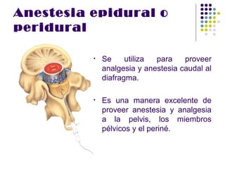 Anestesia epidural o
peridural

          •   Se     utiliza para    proveer
              analgesia y anestesia caudal al
              diafragma.

          •   Es una manera excelente de
              proveer anestesia y analgesia
              a la pelvis, los miembros
              pélvicos y el periné.
 