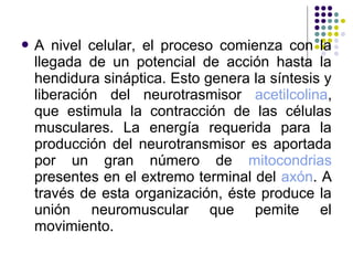 A  nivel celular, el proceso comienza con la
 llegada de un potencial de acción hasta la
 hendidura sináptica. Esto genera la síntesis y
 liberación del neurotrasmisor acetilcolina,
 que estimula la contracción de las células
 musculares. La energía requerida para la
 producción del neurotransmisor es aportada
 por un gran número de mitocondrias
 presentes en el extremo terminal del axón. A
 través de esta organización, éste produce la
 unión neuromuscular que pemite el
 movimiento.
 