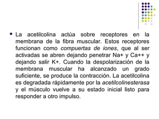    La acetilcolina actúa sobre receptores en la
    membrana de la fibra muscular. Estos receptores
    funcionan como compuertas de iones, que al ser
    activadas se abren dejando penetrar Na+ y Ca++ y
    dejando salir K+. Cuando la despolarización de la
    membrana muscular ha alcanzado un grado
    suficiente, se produce la contracción. La acetilcolina
    es degradada rápidamente por la acetilcolinesterasa
    y el músculo vuelve a su estado inicial listo para
    responder a otro impulso.
 