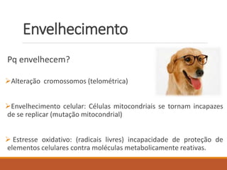 Envelhecimento
Pq envelhecem?
Alteração cromossomos (telométrica)
Envelhecimento celular: Células mitocondriais se tornam incapazes
de se replicar (mutação mitocondrial)
 Estresse oxidativo: (radicais livres) incapacidade de proteção de
elementos celulares contra moléculas metabolicamente reativas.
 