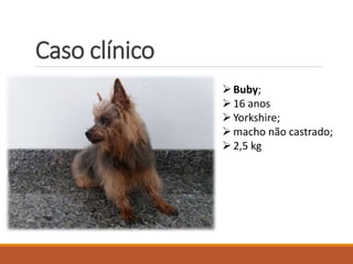Caso clínico
Buby;
16 anos
Yorkshire;
macho não castrado;
2,5 kg
 