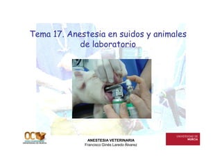 Tema 17. Anestesia en suidos y animales
            de laboratorio




              ANESTESIA VETERINARIA
             Francisco Ginés Laredo Álvarez
 