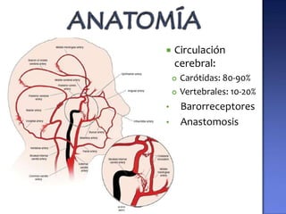    Circulación
    cerebral:
       Carótidas: 80-90%
       Vertebrales: 10-20%
•       Barorreceptores
•       Anasto...