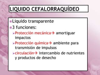  Liquido

transparente
 3 funciones:
Protección

mecánica amortiguar

impactos
Protección química ambiente para
transmisión de impulsos
circulación intercambio de nutrientes
y productos de desecho

 