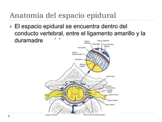Anatomía del espacio epidural


El espacio epidural se encuentra dentro del
conducto vertebral, entre el ligamento amarillo y la
duramadre medular

 