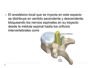 

El anestésico local que se inyecta en este espacio
se distribuye en sentido ascendente y descendente,
bloqueando los nervios espinales en su trayecto
desde la médula espinal hasta los orificios
intervertebrales correspondientes.

 