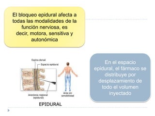 El bloqueo epidural afecta a
todas las modalidades de la
función nerviosa, es
decir, motora, sensitiva y
autonómica

En el espacio
epidural, el fármaco se
distribuye por
desplazamiento de
todo el volumen
inyectado

 