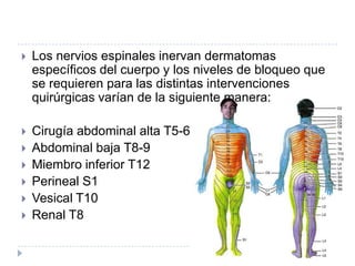 

Los nervios espinales inervan dermatomas
específicos del cuerpo y los niveles de bloqueo que
se requieren para las distintas intervenciones
quirúrgicas varían de la siguiente manera:



Cirugía abdominal alta T5-6
Abdominal baja T8-9
Miembro inferior T12
Perineal S1
Vesical T10
Renal T8








 