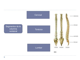 Cervical

Segmentos de la
columna
vertebral

Torácica

Lumbar

 