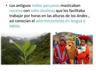 • Los antiguos indios peruanos masticaban
cocaína con sales alcalinas que les facilitaba
trabajar por horas en las alturas de los Andes ,
así conocían el adormecimiento en lengua y
labios.
 