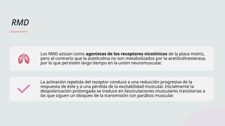RMD
Los RMD actúan como agonistas de los receptores nicotínicos de la placa motriz,
pero al contrario que la acetilcolina no son metabolizados por la acetilcolinesterasa,
por lo que persisten largo tiempo en la unión neuromuscular.
La activación repetida del receptor conduce a una reducción progresiva de la
respuesta de éste y a una pérdida de la excitabilidad muscular. Inicialmente la
despolarización prolongada se traduce en fasciculaciones musculares transitorias a
las que siguen un bloqueo de la transmisión con parálisis muscular.
 
