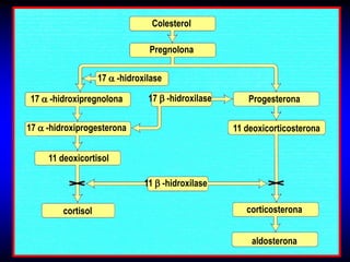 Colesterol

                                 Pregnolona

                    17  -hidroxilase

17  -hidroxipregnolona          17  -hidroxilase      Progesterona

17  -hidroxiprogesterona                            11 deoxicorticosterona


     11 deoxicortisol

                                11  -hidroxilase

         cortisol                                       corticosterona


                                                         aldosterona
 