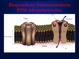 Bloqueadores Neuromusculares
    BNM Adespolarizantes.
 