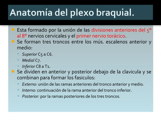  Esta formado por la unión de las divisiones anteriores del 5°
al 8° nervios cervicales y el primer nervio torácico.
 Se forman tres troncos entre los mús. escalenos anterior y
medio:
 Superior C5 a C6.
 Medial C7.
 Inferior C8 a T1.
 Se dividen en anterior y posterior debajo de la clavicula y se
combinan para formar los fasiculos:
 Externo: unión de las ramas anteriores del tronco anterior y medio.
 Interno: continuación de la rama anterior del tronco inferior.
 Posterior: por la ramas posteriores de los tres troncos.
 