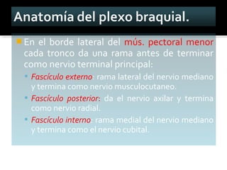  En el borde lateral del mús. pectoral menor
cada tronco da una rama antes de terminar
como nervio terminal principal:
 Fascículo externo: rama lateral del nervio mediano
y termina como nervio musculocutaneo.
 Fascículo posterior: da el nervio axilar y termina
como nervio radial.
 Fascículo interno: rama medial del nervio mediano
y termina como el nervio cubital.
 