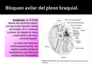 Anatomía: en el bode
lateral del pectoral menor,
los fascículos forman ramas
terminales. El n. musculo
cutaneo ha dejado la vaina
y esta dentro del mús.
coracobraquial.
La vaina de fascia es
multicompartimental, los
septos pueden producir
anestesia en parches por
distribución incompleta.
 