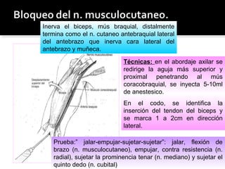 Inerva el biceps, mús braquial, distalmente
termina como el n. cutaneo antebraquial lateral
del antebrazo que inerva cara lateral del
antebrazo y muñeca.
Técnicas: en el abordaje axilar se
redirige la aguja más superior y
proximal penetrando al mús
coracobraquial, se inyecta 5-10ml
de anestesico.
En el codo, se identifica la
inserción del tendon del biceps y
se marca 1 a 2cm en dirección
lateral.
Prueba:” jalar-empujar-sujetar-sujetar”: jalar, flexión de
brazo (n. musculocutaneo), empujar, contra resistencia (n.
radial), sujetar la prominencia tenar (n. mediano) y sujetar el
quinto dedo (n. cubital)
 