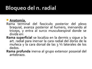  Anatomía.
Rama terminal del fasciculo posterior del plexo
braquial, avanza posterior al humero, inervando al
triceps, y entra al surco musculoespiral donde se
divide en:
Rama superficial se localiza en la dermis y sigue a la
art. radial para inervar la cara radial del dorso de la
muñeca y la cara dorsal de las 3 ½ laterales de los
dedos.
Rama profunda inerva al grupo extensor posaxial del
antebrazo.
 