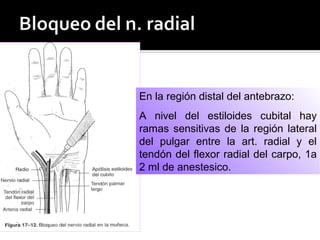 En la región distal del antebrazo:
A nivel del estiloides cubital hay
ramas sensitivas de la región lateral
del pulgar entre la art. radial y el
tendón del flexor radial del carpo, 1a
2 ml de anestesico.
 