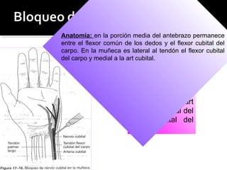 En la muñeca:
Se dirige medial al
pulso de la art
cubital o lateral del
flexor cubital del
carpo
Anatomía: en la porción media del antebrazo permanece
entre el flexor común de los dedos y el flexor cubital del
carpo. En la muñeca es lateral al tendón el flexor cubital
del carpo y medial a la art cubital.
 
