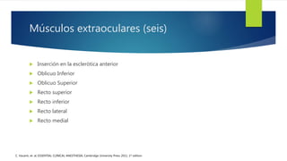Músculos extraoculares (seis)
 Inserción en la esclerótica anterior
 Oblicuo Inferior
 Oblicuo Superior
 Recto superior
 Recto inferior
 Recto lateral
 Recto medial
C. Vacanti, et. al; ESSENTIAL CLINICAL ANESTHESIA; Cambridge University Press 2011, 1st edition
 