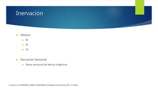Inervación
 Motora
 III
 IV
 VI
 Inervación Sensorial
 Rama sensorial de Nervio trigémino
C. Vacanti, et. al; ESSENTIAL CLINICAL ANESTHESIA; Cambridge University Press 2011, 1st edition
 