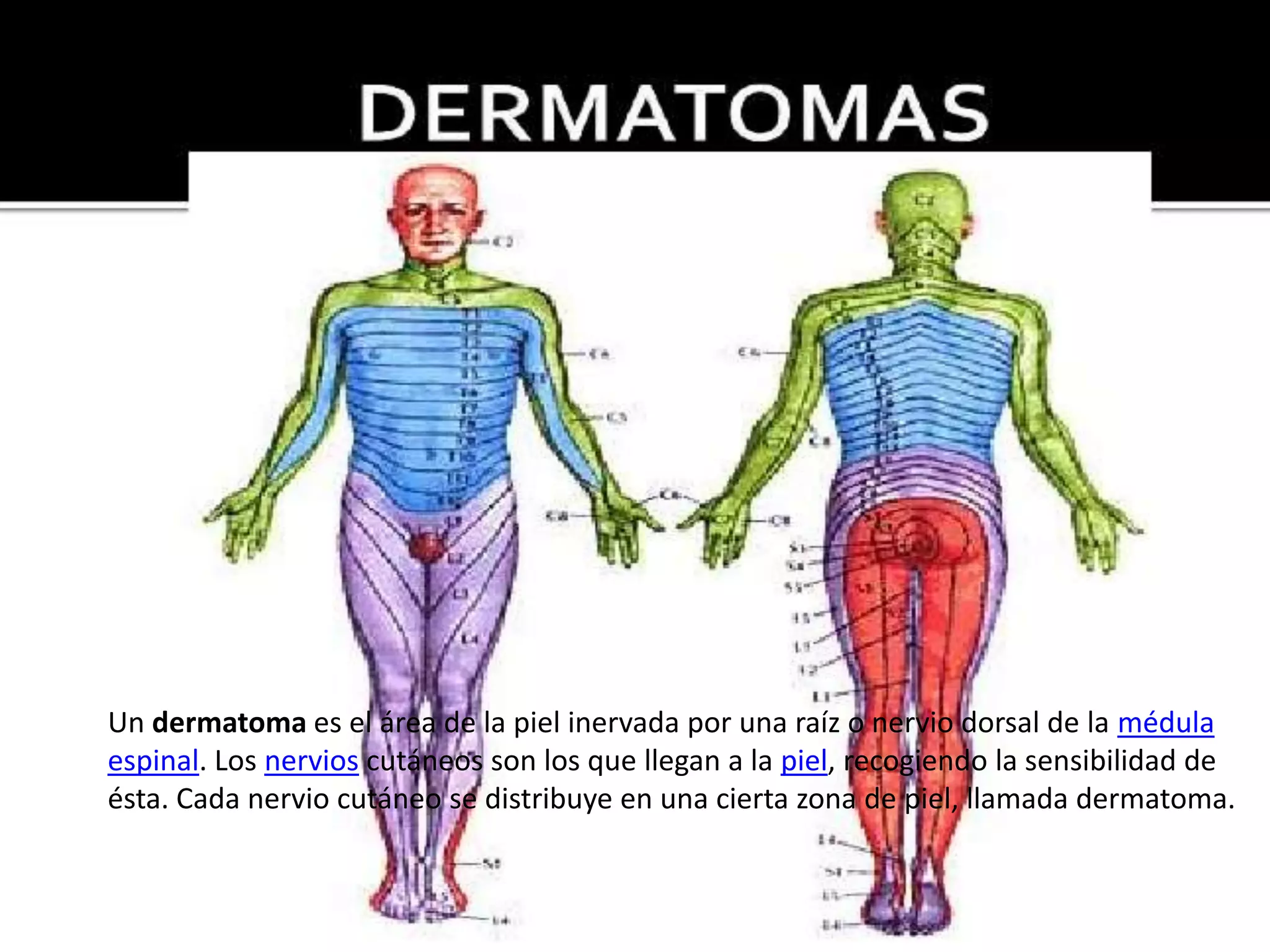 Un dermatoma es el área de la piel inervada por una raíz o nervio dorsal de la médula
espinal. Los nervios cutáneos son los que llegan a la piel, recogiendo la sensibilidad de
ésta. Cada nervio cutáneo se distribuye en una cierta zona de piel, llamada dermatoma.