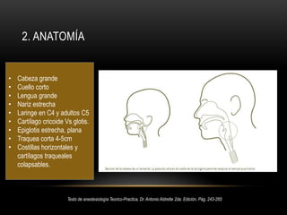 2. anatomíaCabeza grande