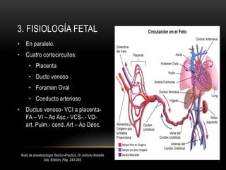 Laringe en C4 y adultos C5