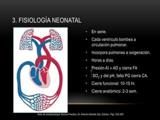 Cartílago cricoide Vs glotis.