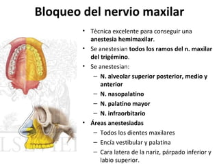 Bloqueo del nervio maxilar
        • Tècnica excelente para conseguir una
          anestesia hemimaxilar.
        • Se anestesian todos los ramos del n. maxilar
          del trigémino.
        • Se anestesian:
           – N. alveolar superior posterior, medio y
              anterior
           – N. nasopalatino
           – N. palatino mayor
           – N. infraorbitario
        • Áreas anestesiadas
           – Todos los dientes maxilares
           – Encía vestibular y palatina
           – Cara latera de la nariz, párpado inferior y
              labio superior.
 