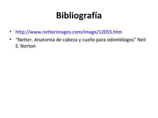 Bibliografía
• http://www.netterimages.com/image/12055.htm
• “Netter. Anatomía de cabeza y cuello para odontólogos” Neil
  S. Norton
 