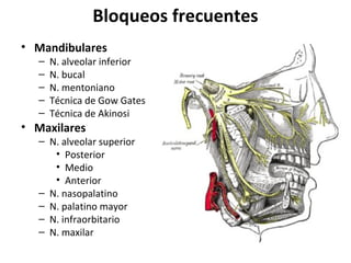 Bloqueos frecuentes
• Mandibulares
  –   N. alveolar inferior
  –   N. bucal
  –   N. mentoniano
  –   Técnica de Gow Gates
  –   Técnica de Akinosi
• Maxilares
  – N. alveolar superior
     • Posterior
     • Medio
     • Anterior
  – N. nasopalatino
  – N. palatino mayor
  – N. infraorbitario
  – N. maxilar
 