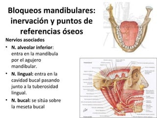 Bloqueos mandibulares:
  inervación y puntos de
     referencias óseos
Nervios asociados
• N. alveolar inferior:
  entra en la mandíbula
  por el agujero
  mandibular.
• N. lingual: entra en la
  cavidad bucal pasando
  junto a la tuberosidad
  lingual.
• N. bucal: se sitúa sobre
  la meseta bucal
 