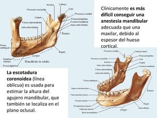 Clínicamente es más
                            dificil conseguir una
                            anestesia mandibular
                            adecuada que una
                            maxilar, debido al
                            espesor del hueso
                            cortical.




La escotadura
coronoidea (línea
oblicua) es usada para
estimar la altura del
agujero mandibular, que
también se localiza en el
plano oclusal.
 