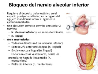 Bloqueo del nervio alveolar inferior
• Requiere el depósito del anestésico en el
  espacio pterigomandibular, en la región del
  agujero mandibular lateral al ligamento
  esfenomandibular.
• Una ejecución correcta permite anestesiar 2
  nervios:
   – N. alveolar inferior y sus ramos terminales
   – N. lingual
• Área anestesiadas
   – Todos los dientes md (n. alveolar inferior)
   – Epitelio 2/3 anteriores lengua (n. lingual)
   – Encía y mucosa lingual (n. lingual)
   – Encía y mucosas vestibulares, desde los
   premolares hasta la línea media (n.
     mentoniano)
   – Piel labio inferior (n. mentoniano)
 